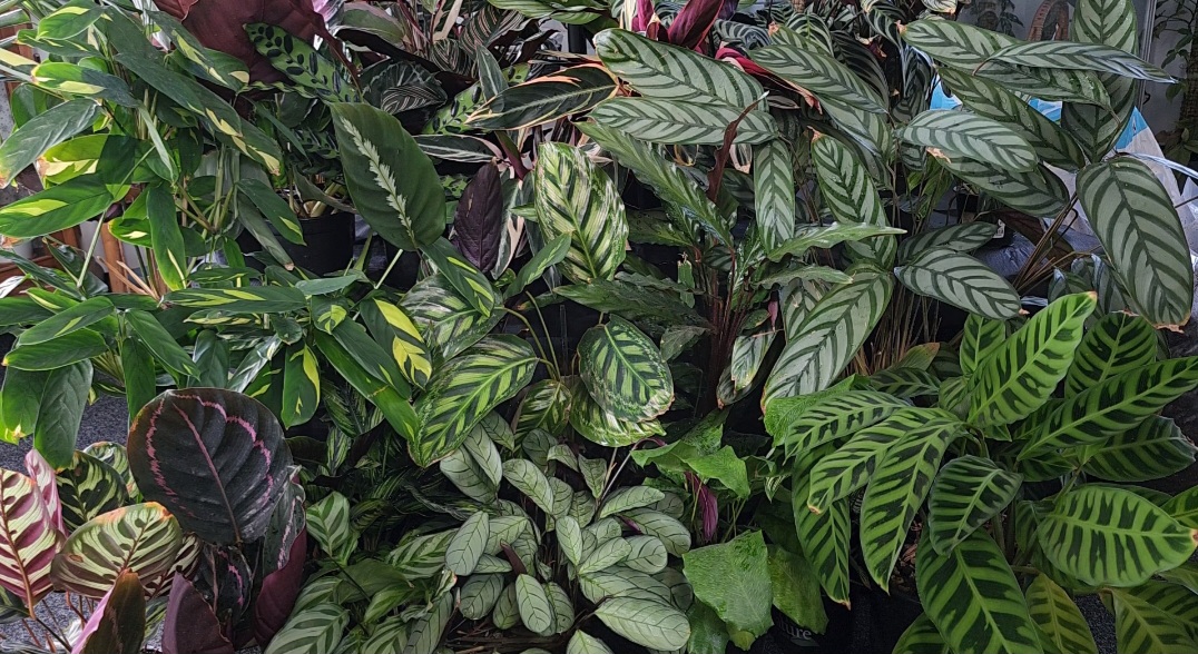 A beautiful photo of different Calathea