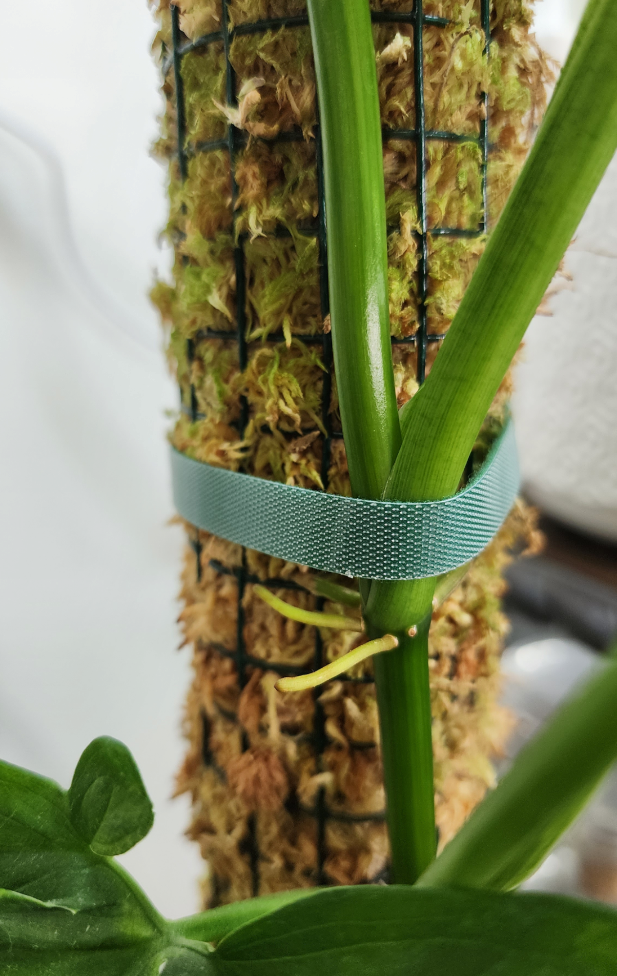 Lean on Me: Why Use a Moss Pole